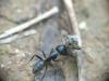 Camponotus vagus